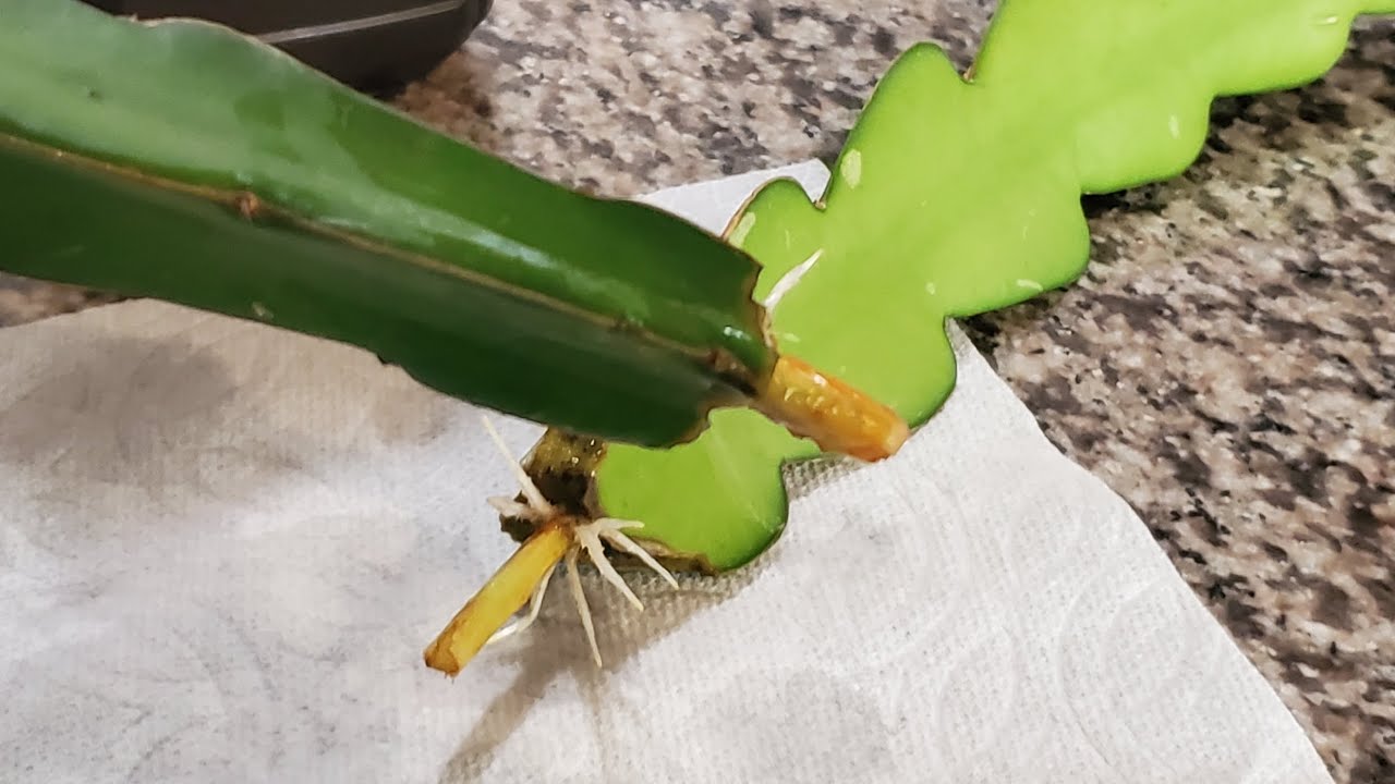 How fast Dragonfruit cuttings root in water