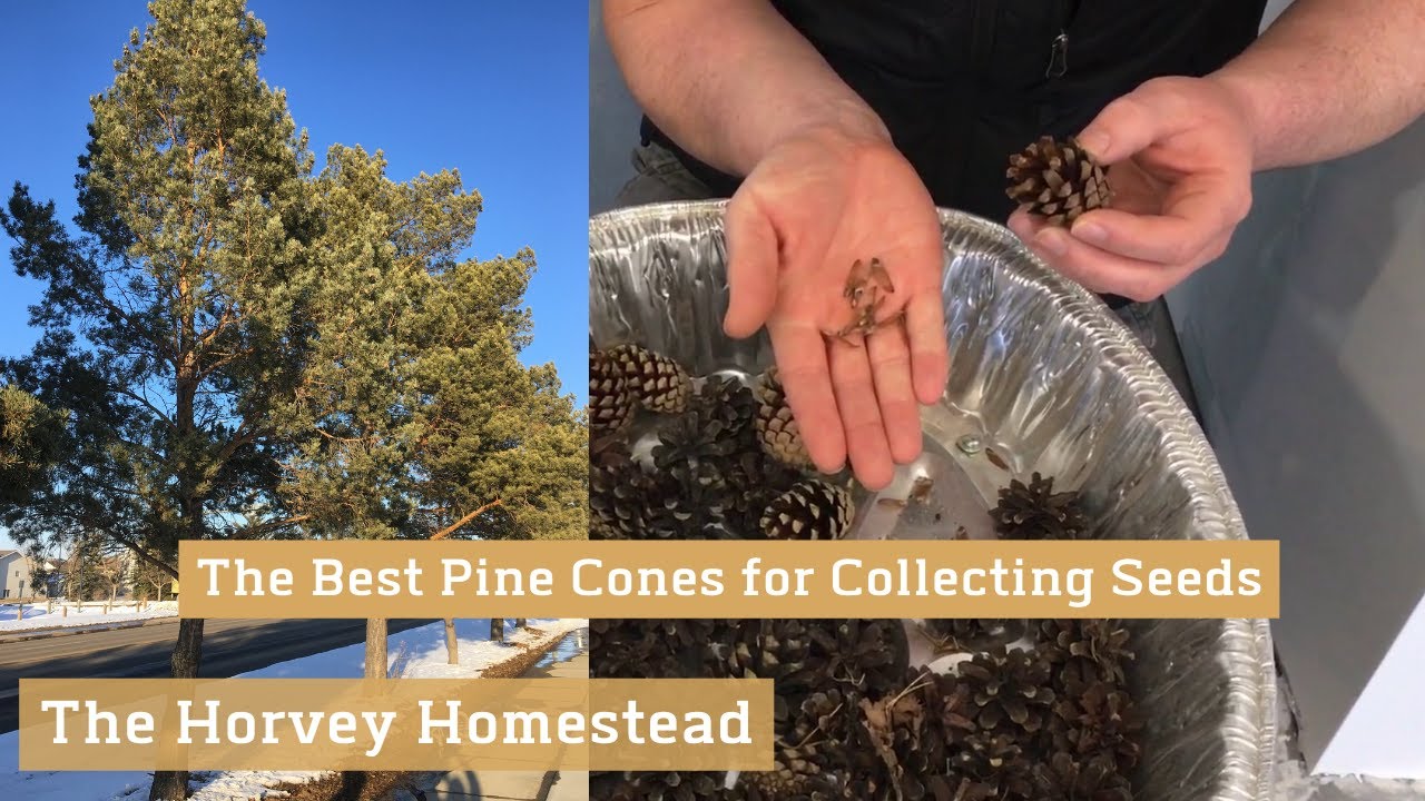 The Best Pine Cones for Seed Collection