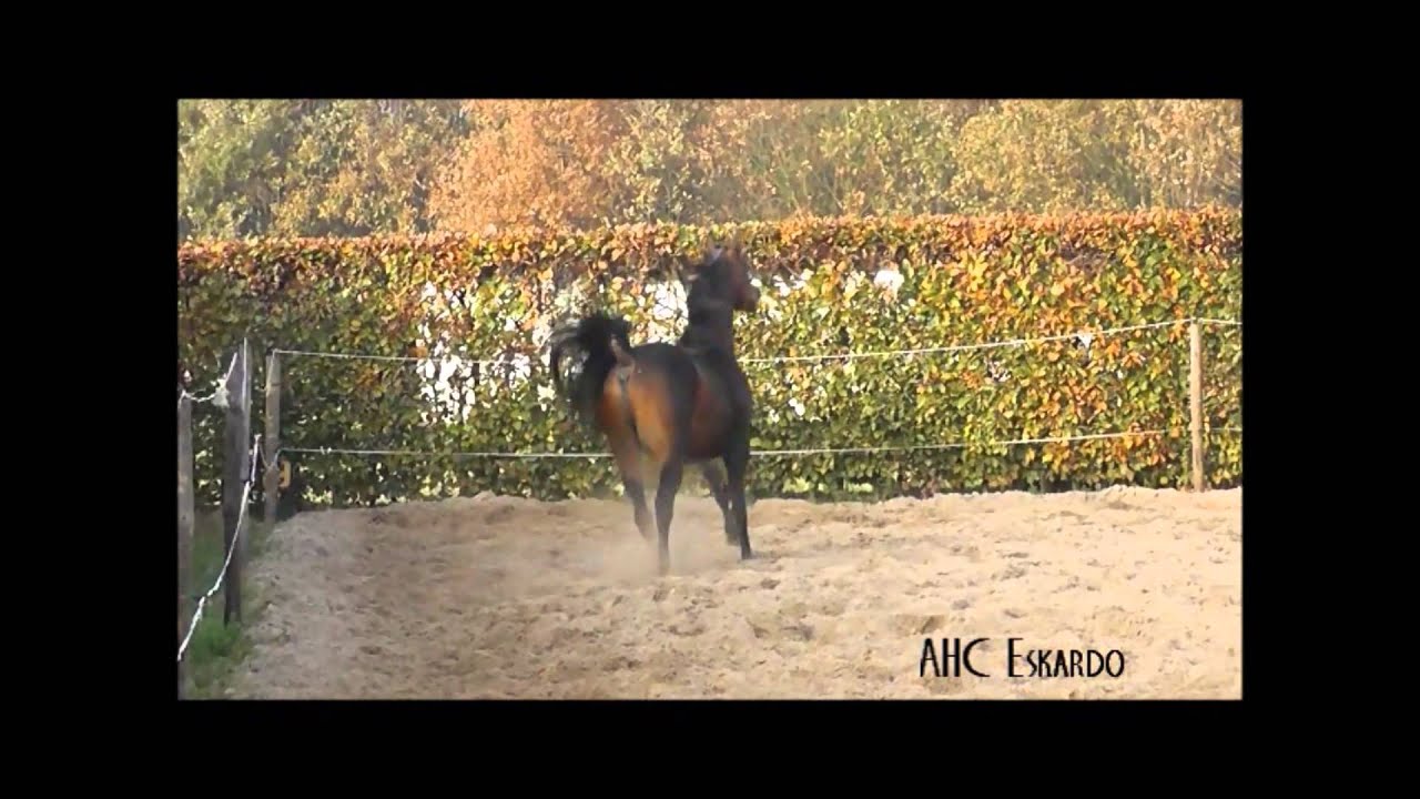 AHC Eskardo