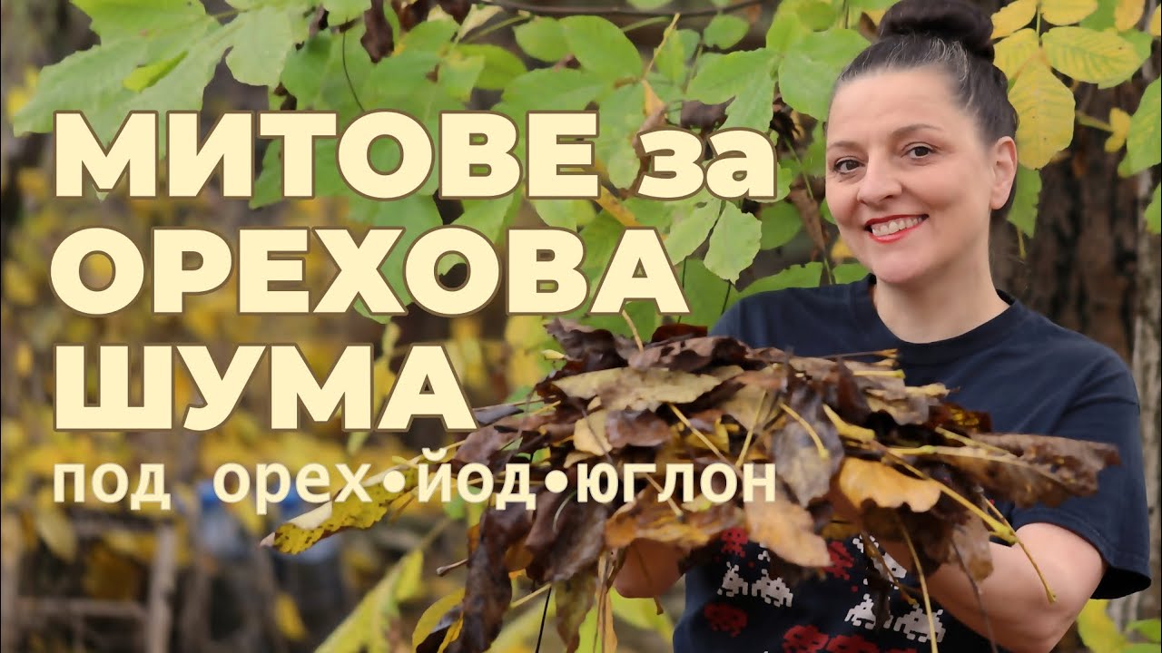 Орехи в градината-юглон, митове за растенията под орехите, мулчиране с, компостиране на орехова шума