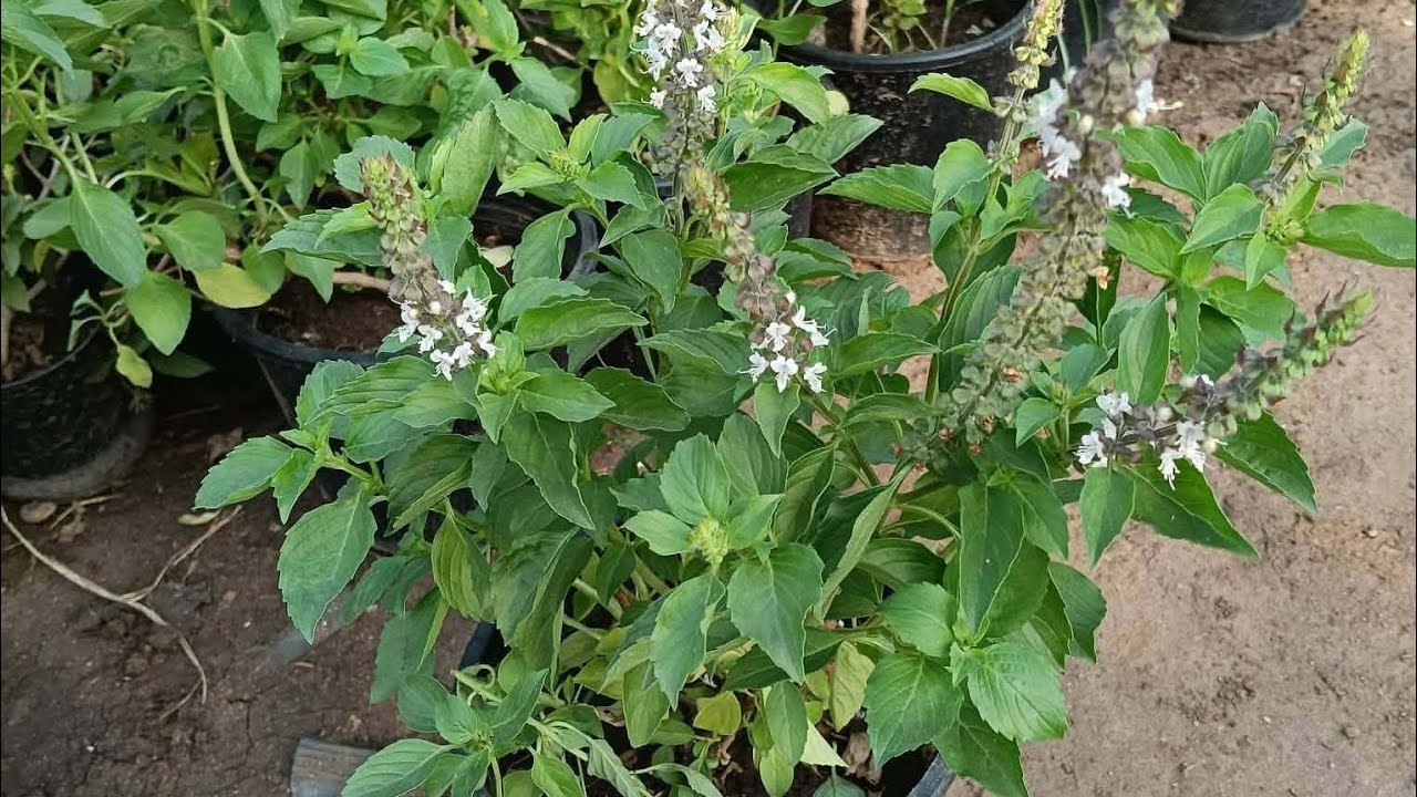 طريقه زراعه الريحان