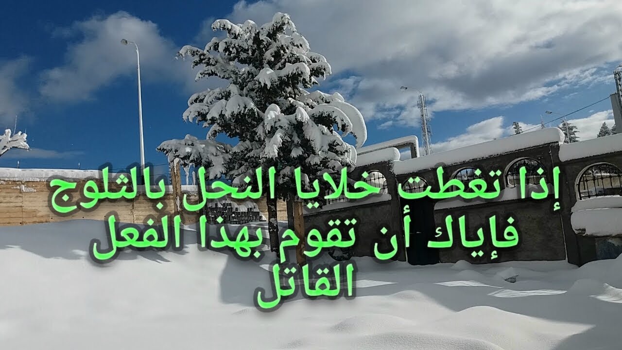 تجنب هذا الفعل الخطير إذا غطت الثلوج خلايا النحل