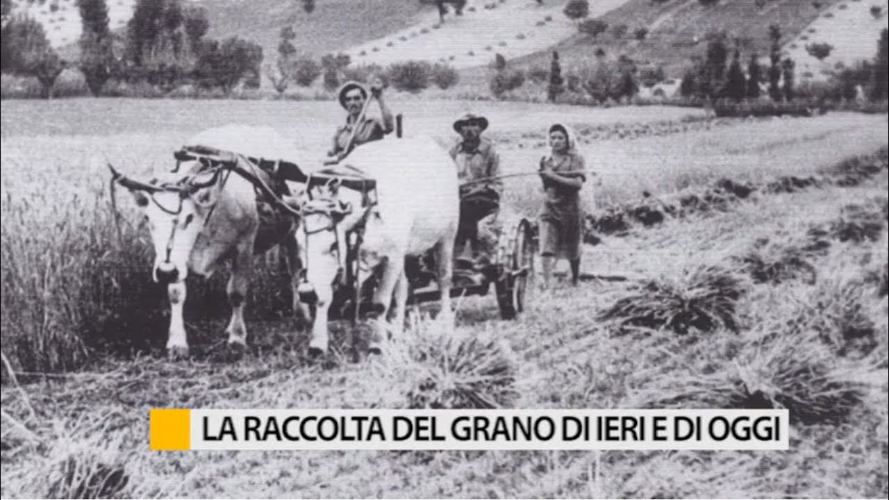 La raccolta del grano di ieri e di oggi