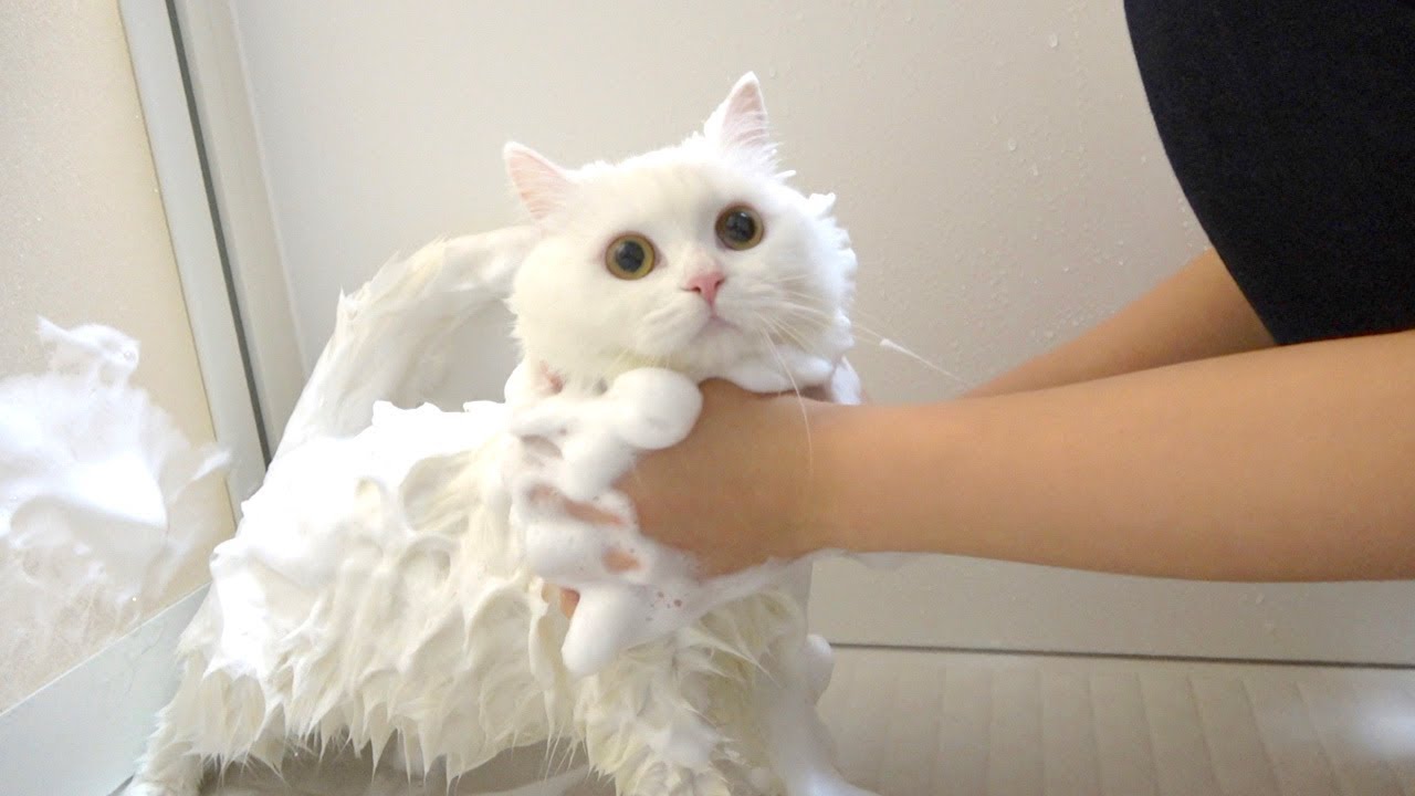 ふわふわ猫をもこもこホイップ泡で洗ったら真の姿に!?