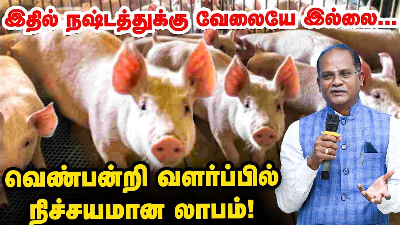 Most Profitable Farming: வெண் பன்றி வளர்ப்பு... குறைந்த முதலீட்டில் நல்ல வருமானம்!
