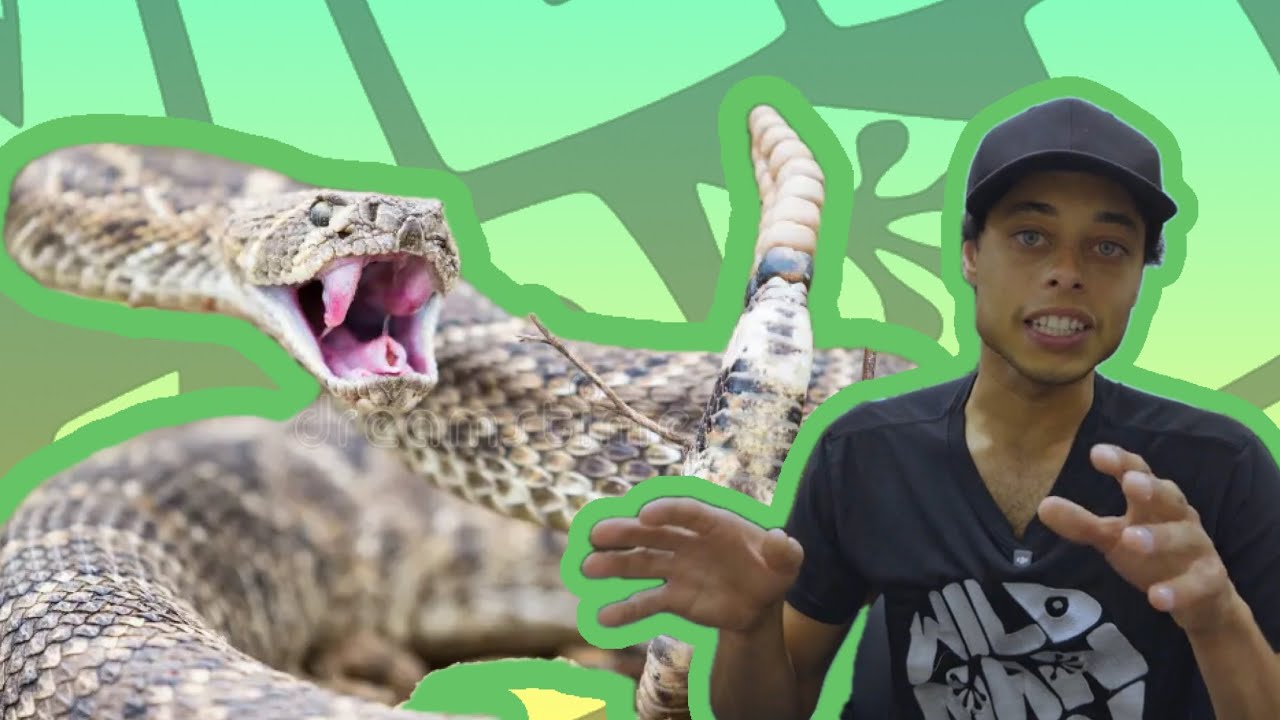 Snake Expert Reacts To Snake Bite Videos | Wildman Dan