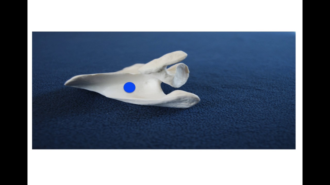 Video 2 for Scapula Muscles