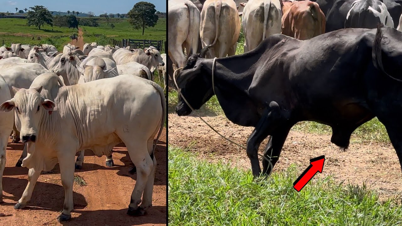 BEZERRO COM HÉRNIA E TIMPANISMO SITUAÇÃO GRAVE 😰