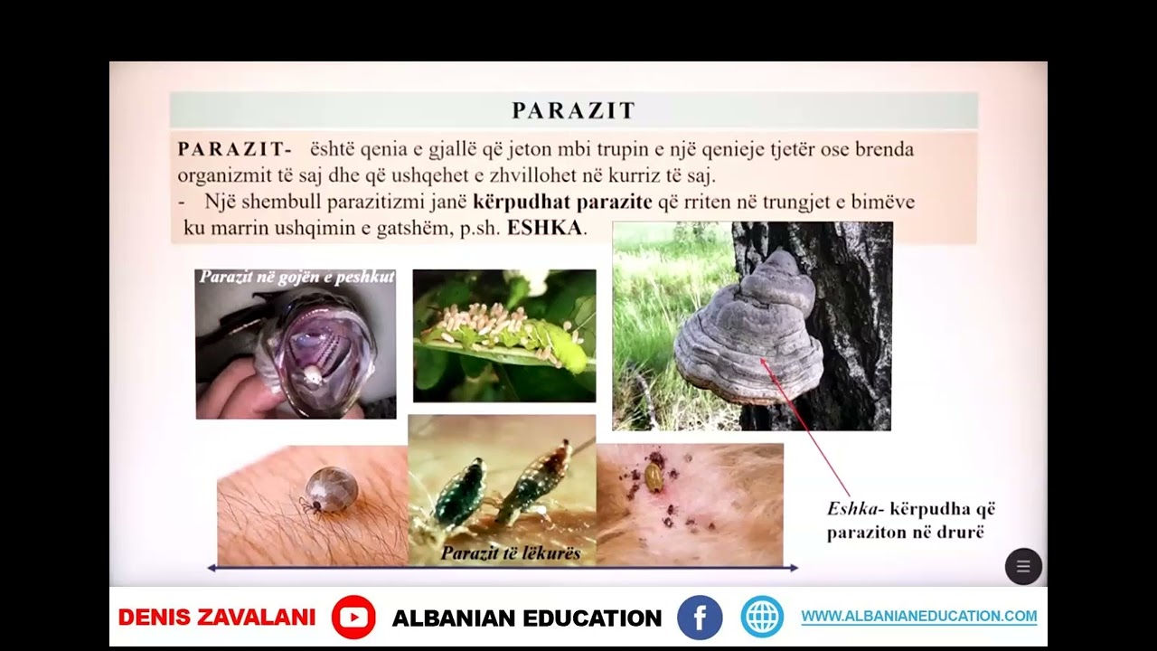 6 06 031 Java 16 Biologji ndërveprimet mes qenieve të gjalla dhe nisha ekologjike