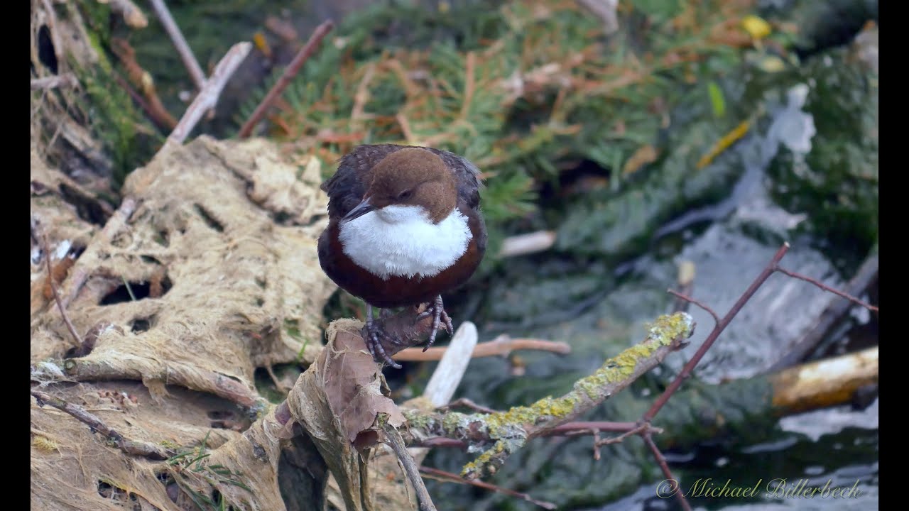 White-throated Dipper (Cinclus cinclus)