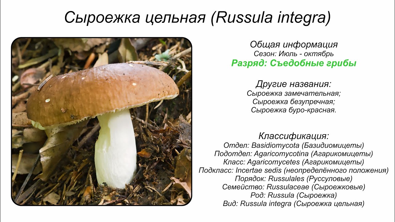Сыроежка цельная (Russula integra)