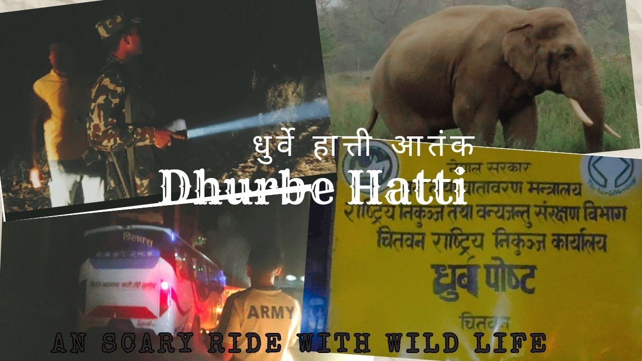 Dhurbe Elephant Attack in Madi | Real Story of Nepal&rsquo;s Wild Elephant | धुर्वे हात्तीको आतंक 