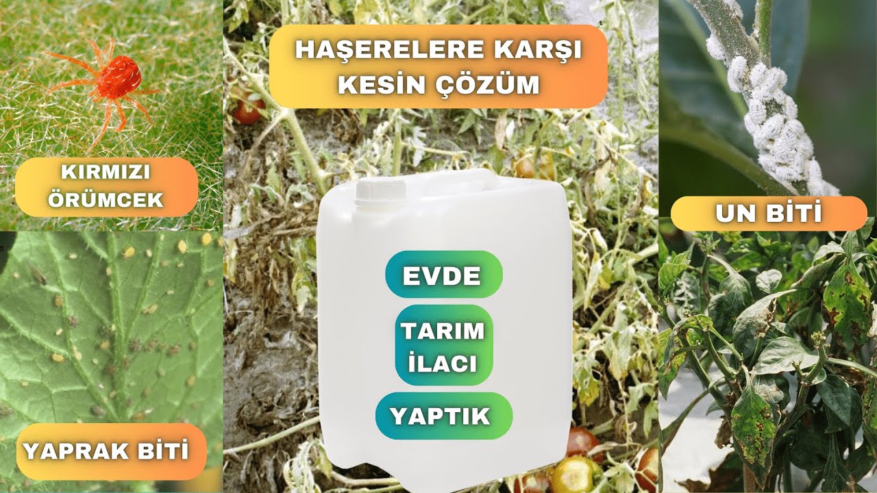 SEBZE FİDANLARI İ&Ccedil;İN EVDE TARIM İLACI YAPTIK - KIRMIZI &Ouml;R&Uuml;MCEK VE DİĞER HAŞERELERE KESİN &Ccedil;&Ouml;Z&Uuml;M