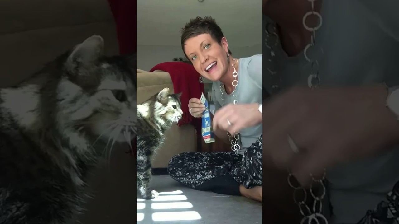 How To Know If Your Cat's Treats Are Safe