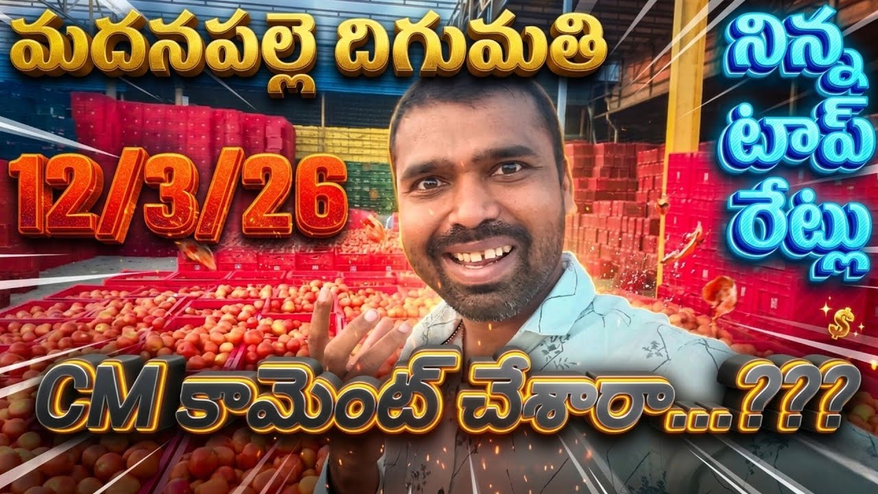 12/3/26 Madanapalle tomato market stock today 🍅 నిన్న టాప్ రేట్లు #yesterdaytomatorate #crkvideos16 