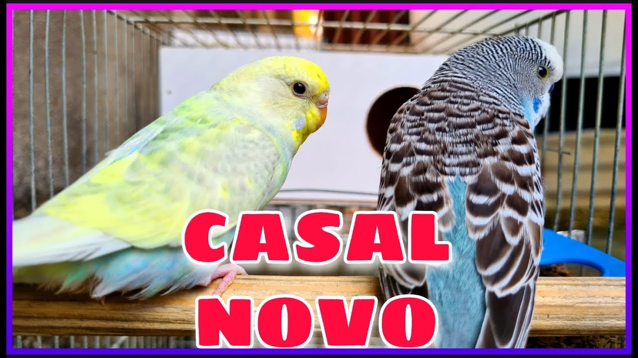 COMPREI UM CASAL NOVO DE PERIQUITO AUSTRALIANO