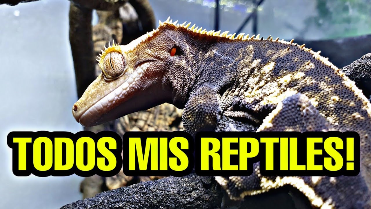 Todos Mis REPTILES / TODOS MIS GECKOS