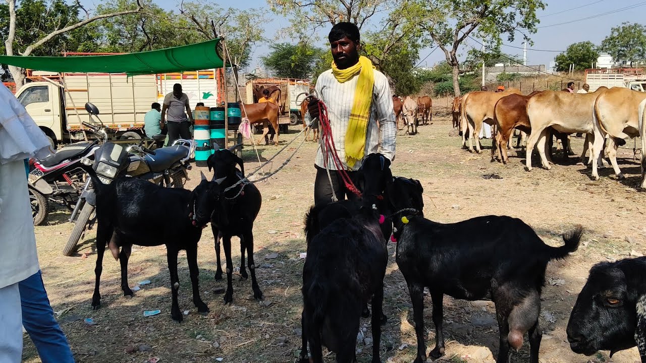 जवळा शेळी बाजार🤩 दि :8/03/2026 | got market जवळा | Akash Suryawanshi vlogs