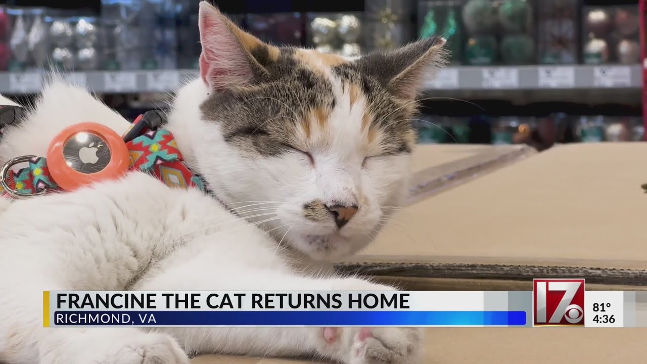 Francine the cat returns to her home Lowe's