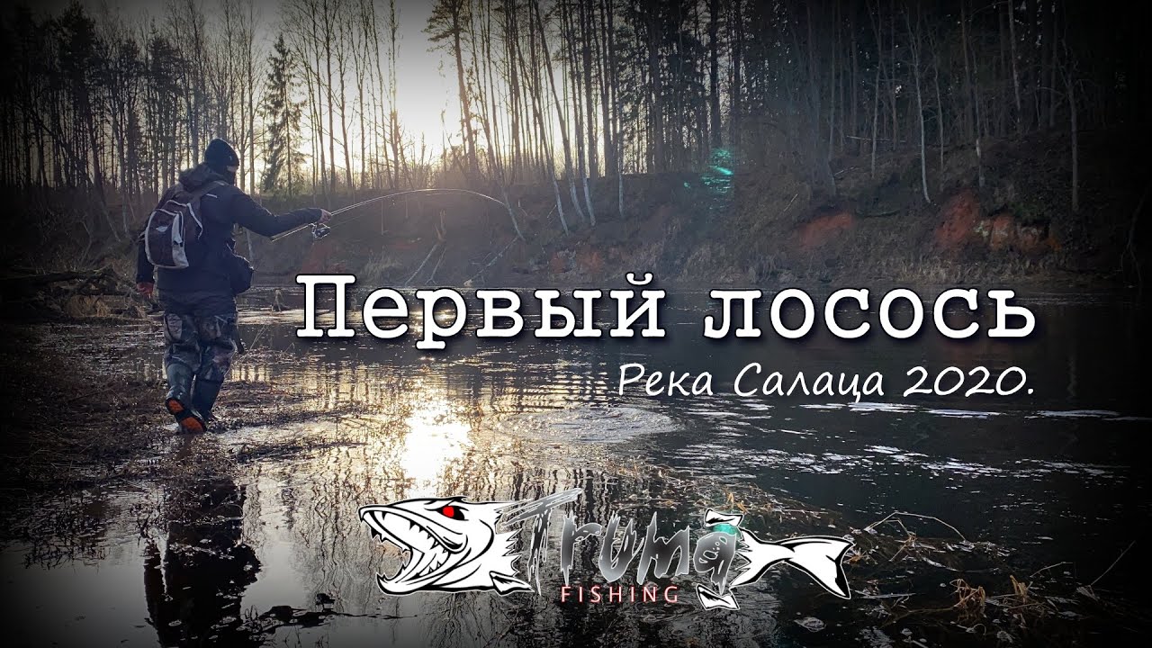 Мой первый лосось!!! Река Салаца.2020