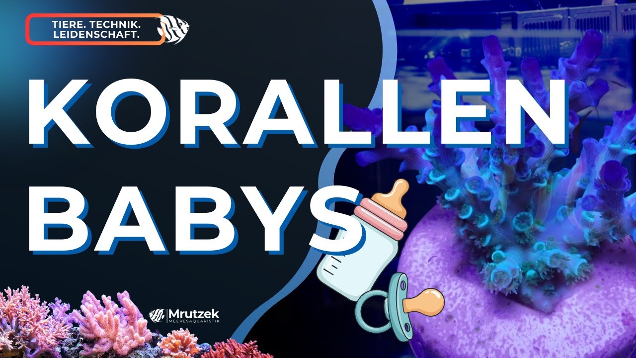 Sabine stellt vor: SciReef Korallen – Sexuell vermehrte Acropora-Unikate jetzt bei uns im Shop!