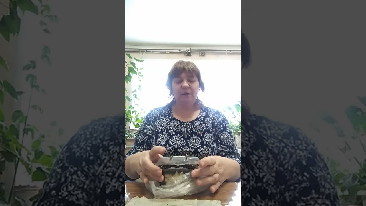 как посадить семена ежевики
