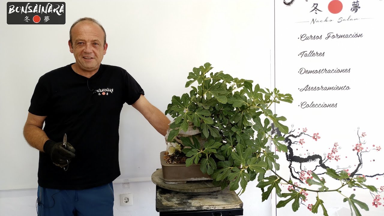 Bonsai higuera (ficus carica) - El bonsai boteriano de Nacho Salar 😬