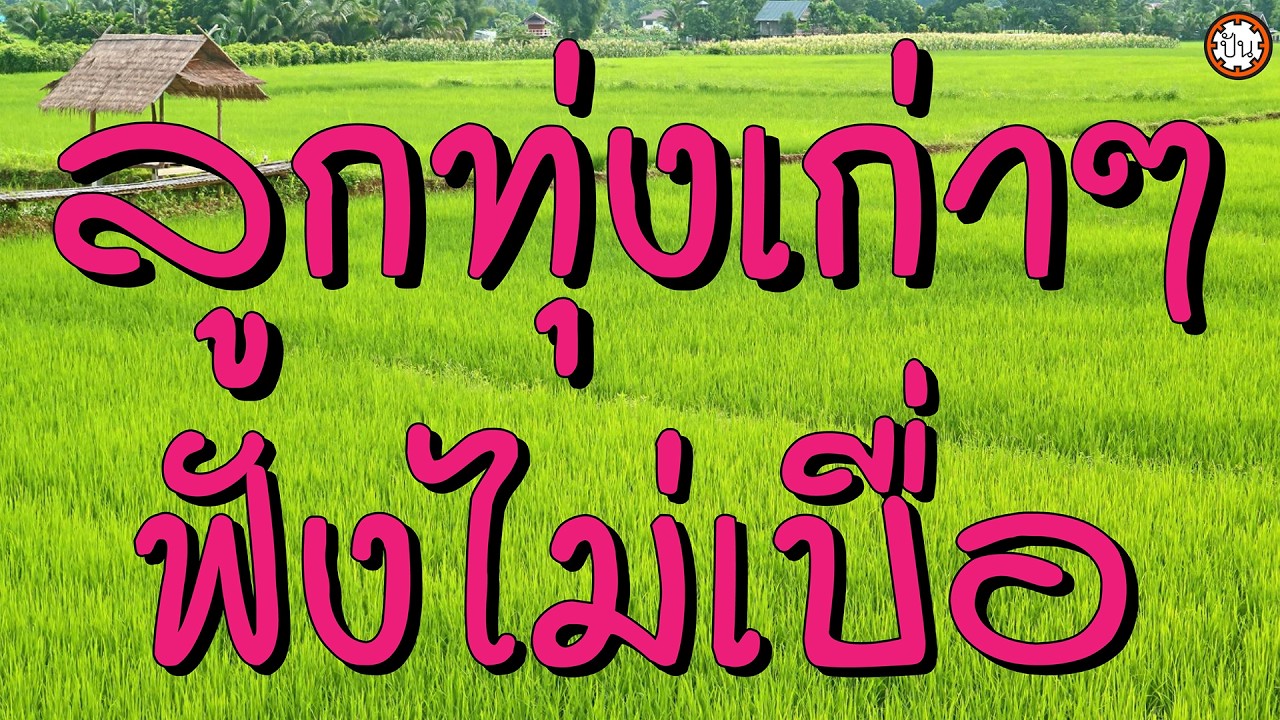 รวมเพลงลูกทุ่งเก่า ฟังเพลินไม่มีเบื่อ #สาริกาไร้รัง #น้ำใจเมีย #รักษาแผลใจ