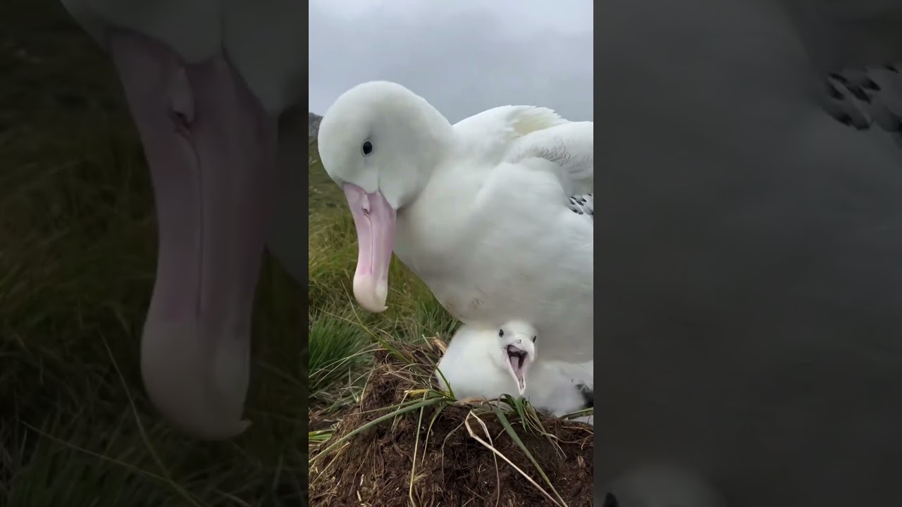 Albatros drażni pisklę