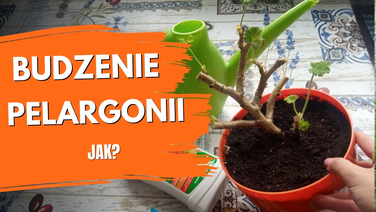 Budzenie pelargonii po zimie. Pelargonie po zimie. Wybudzanie pelargonii. Porady ogrodnicze