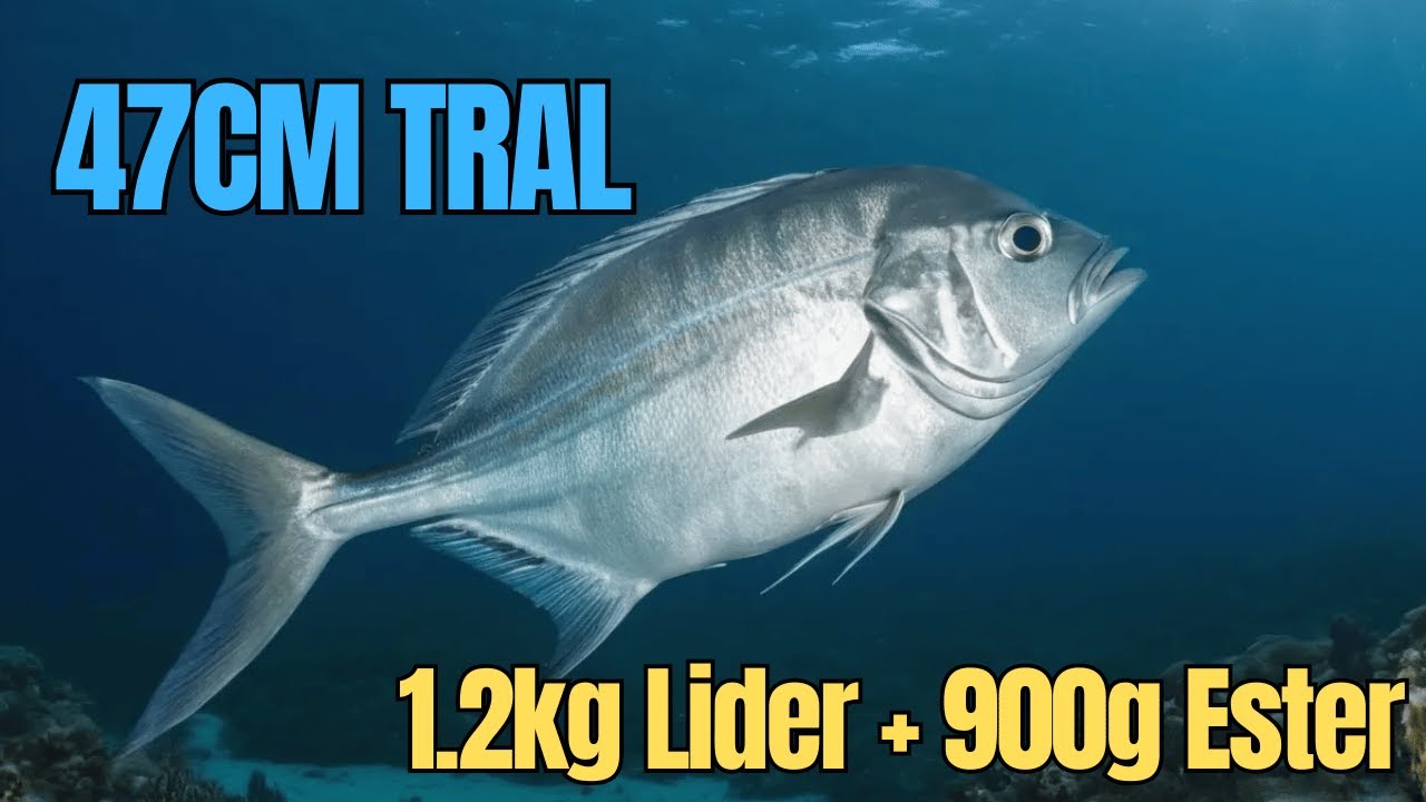 47CM Tral: 2.5LB FC Trout Leader + 2.2LB Unitika Ajing Ester