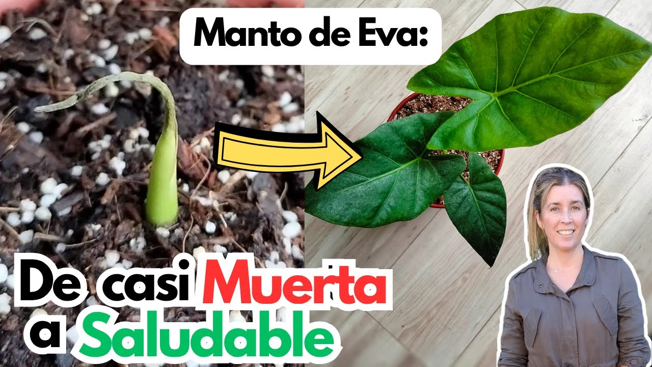 RESCATÉ un MANTO de EVA al BORDE de la MUERTE ![CUIDADOS y TRASPLANTE] PASO A PASO 🌱💚