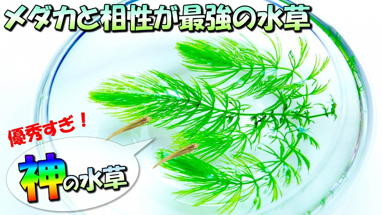 【初心者オススメ】メダカと相性が最強の水草はマツモ！屋外ビオトープや室内水槽の飼育に導入するメリット多数