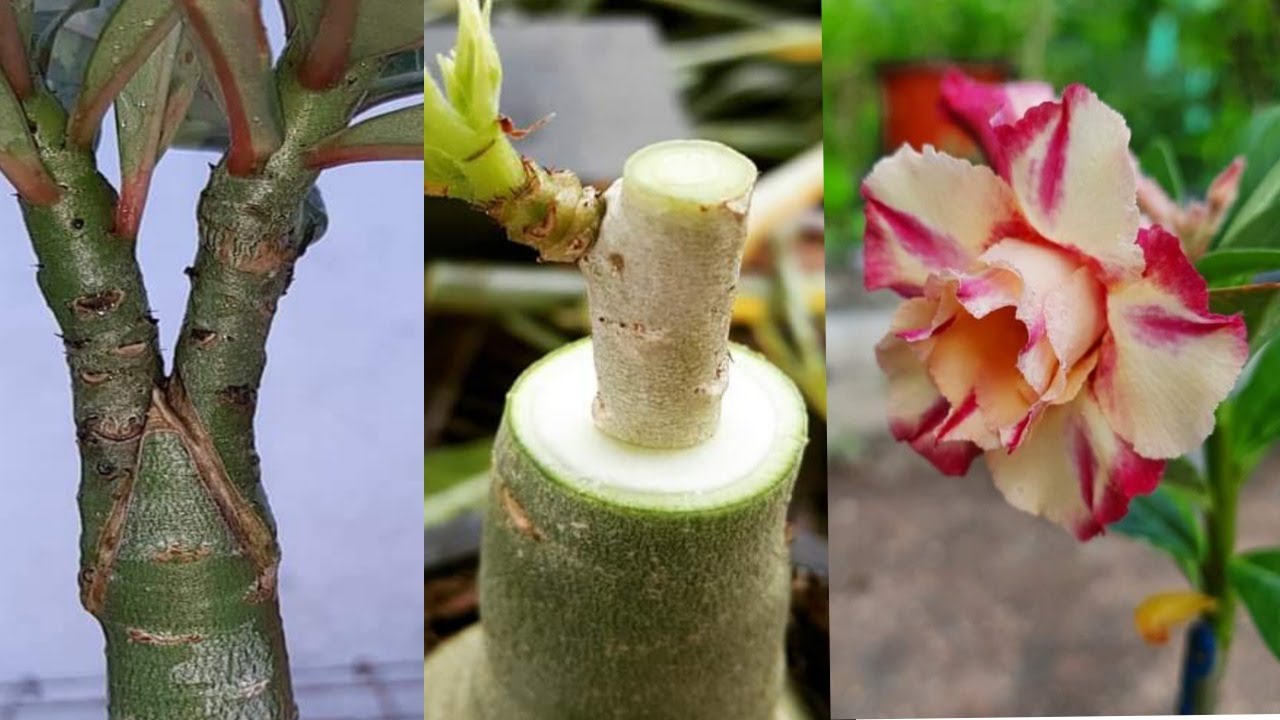 Grafting V & Flat On Adenium Plant  | Desert Rose Tablet Graft