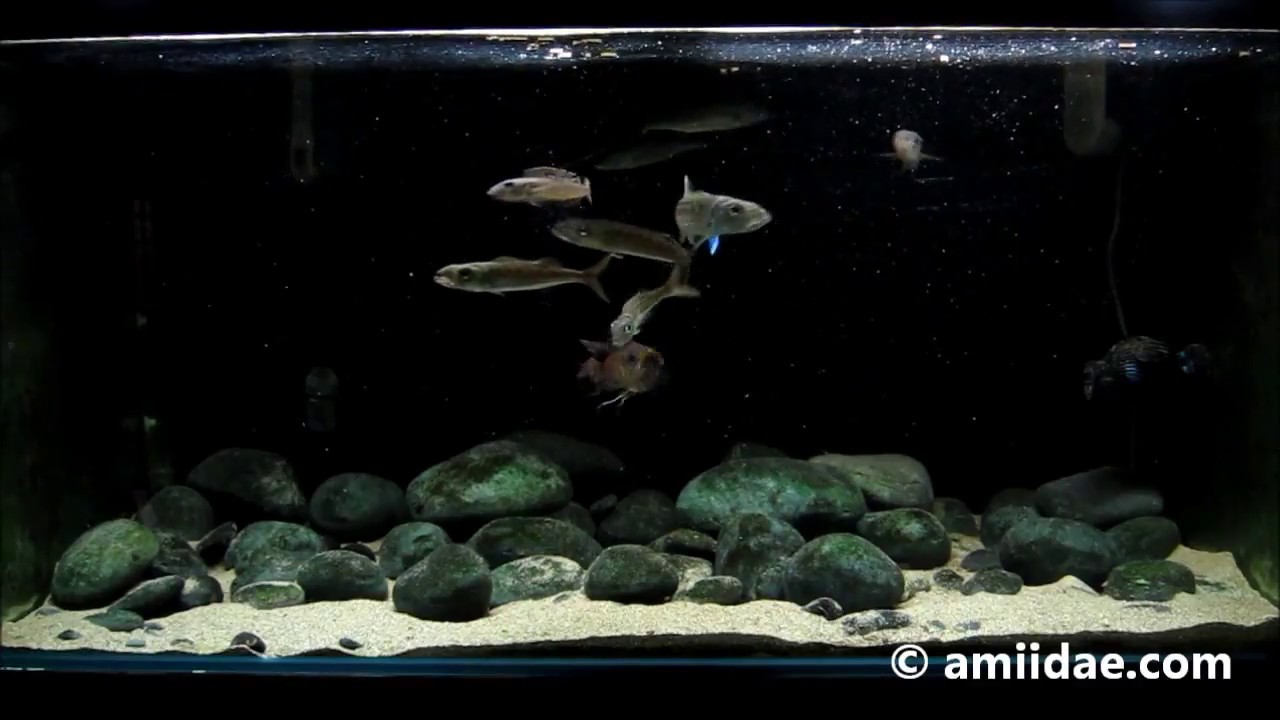 My Predatory Tanganyika Cichlids - Bathybates ferox & Bathybates fasciatus