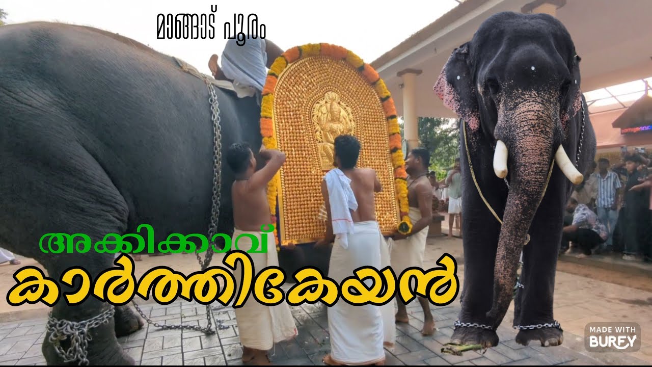 തിടമ്പ് അക്കിക്കാവ് കാർത്തികേയന് ❤️#elephant #akkikkavukarthikeyan #elephant #elephantvideo 