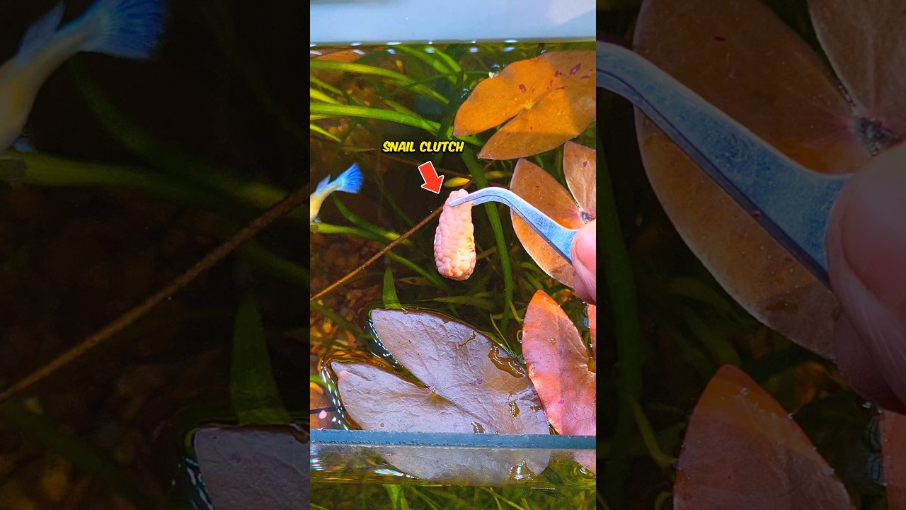 Mini Grapes Update 😱! #ytshorts #shrots #aquarium #snail #animals #pet #fish #nature #plantlover
