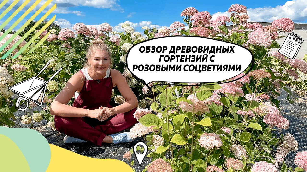 Гортензия | Гортензия древовидная | Сорта гортензии | Гортензия описание | @Питомник Лесково