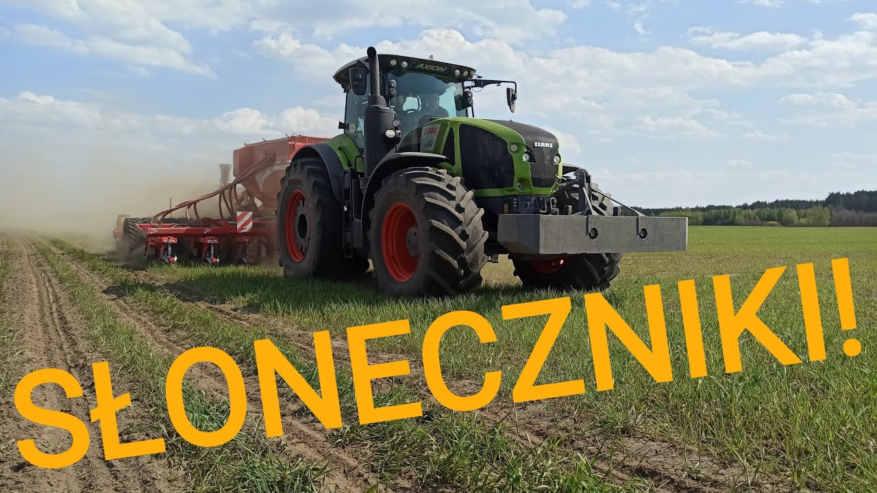Siejemy SŁONECZNIKI w Strip Tillu! Dlaczego przesiewam pszenżyto? VLOG 299 - Rolnik Nieprofesjonalny