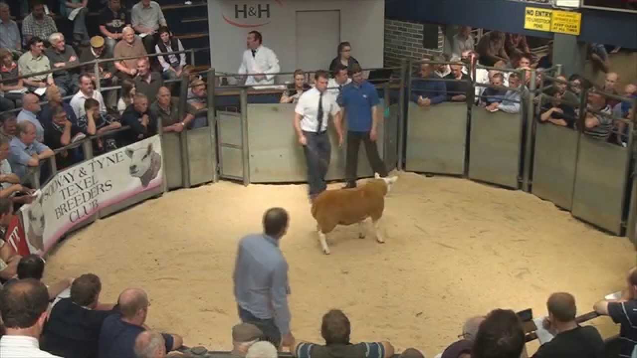 Solway and Tyne Texel club sale of ram lambs - September 5th 2014