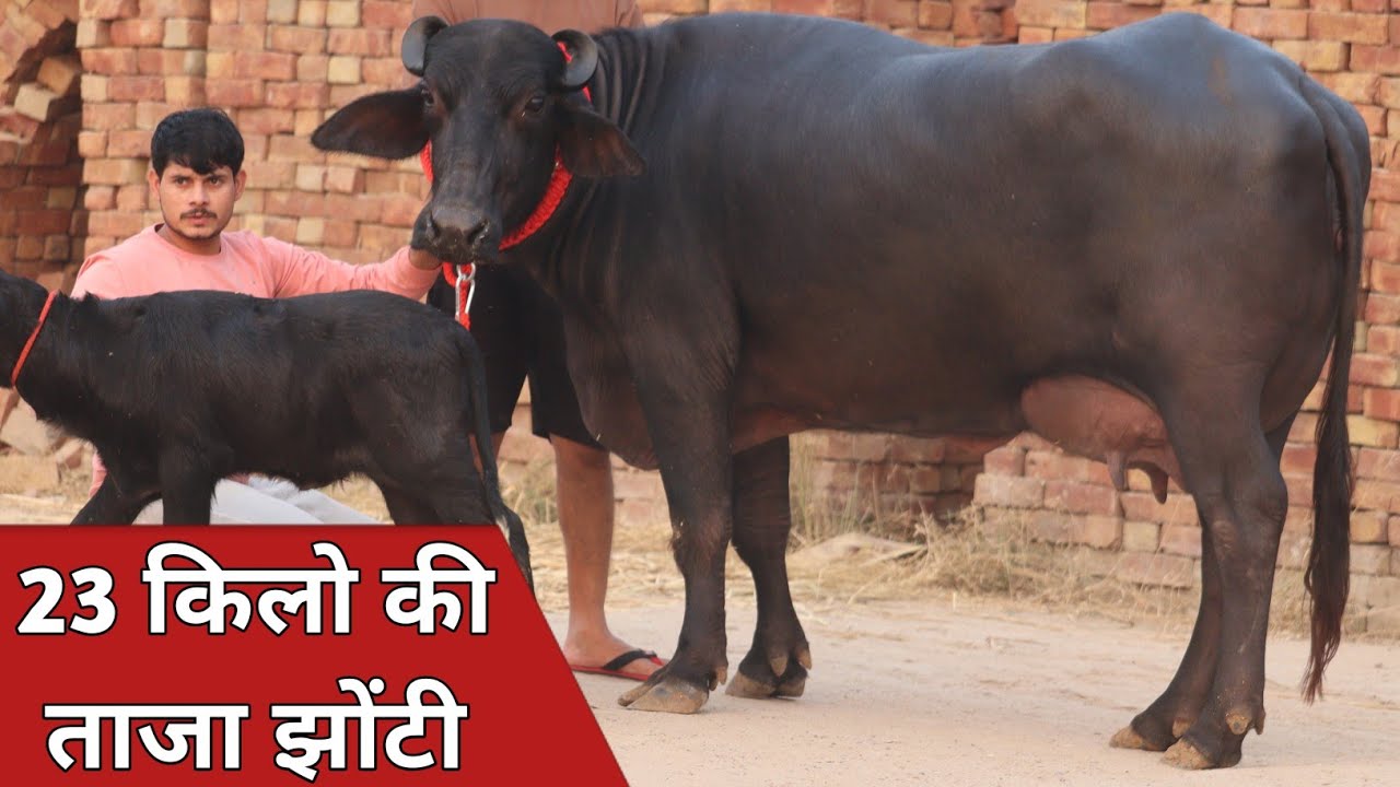 23 किलो की पहलन झोटी, कांटे के तोल में बिक्री के लिए उपलब्ध || Sharma Dairy Farm (8685022015)