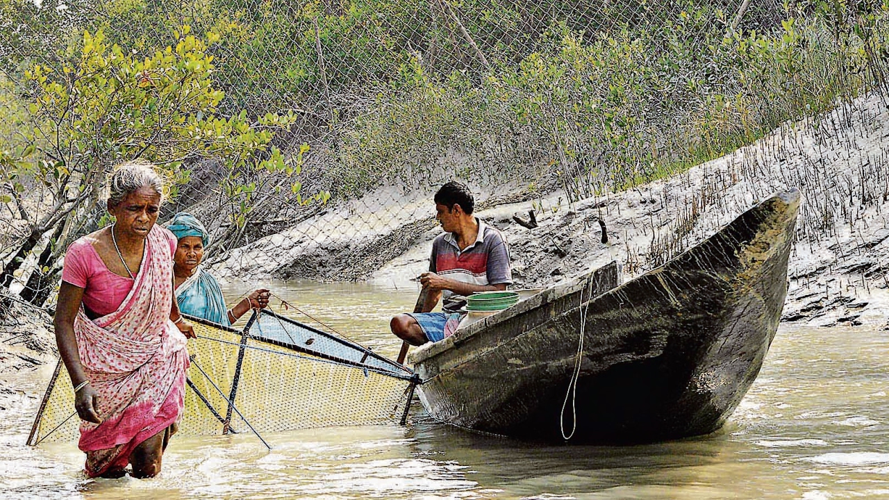 Tigers are eating villagers of Sundarbans