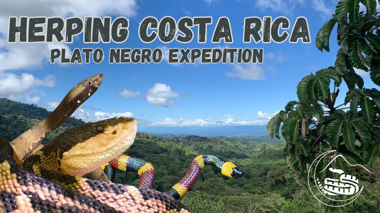 Herping Costa Rica (Black-headed Bushmasters, Palm Pitvipers, and more!)