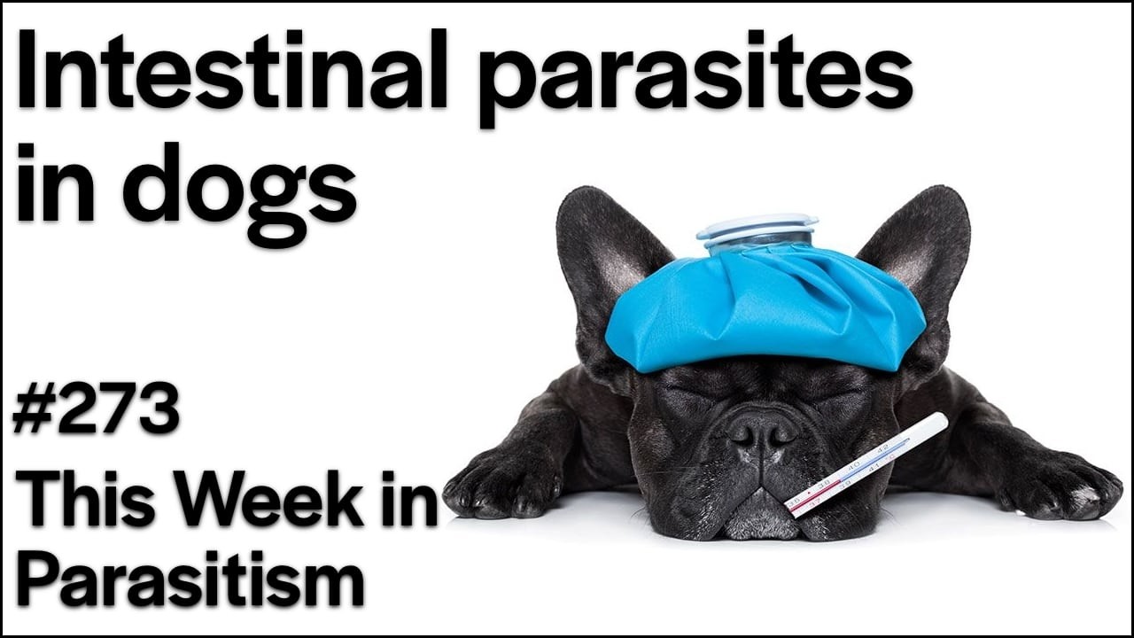 TWiP 273: Intestinal parasites in dogs