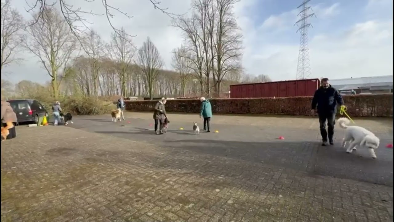 Mocca loves going to dog school