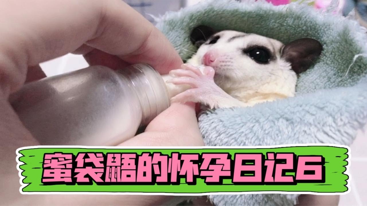 蜜袋鼯的怀孕日记补更6