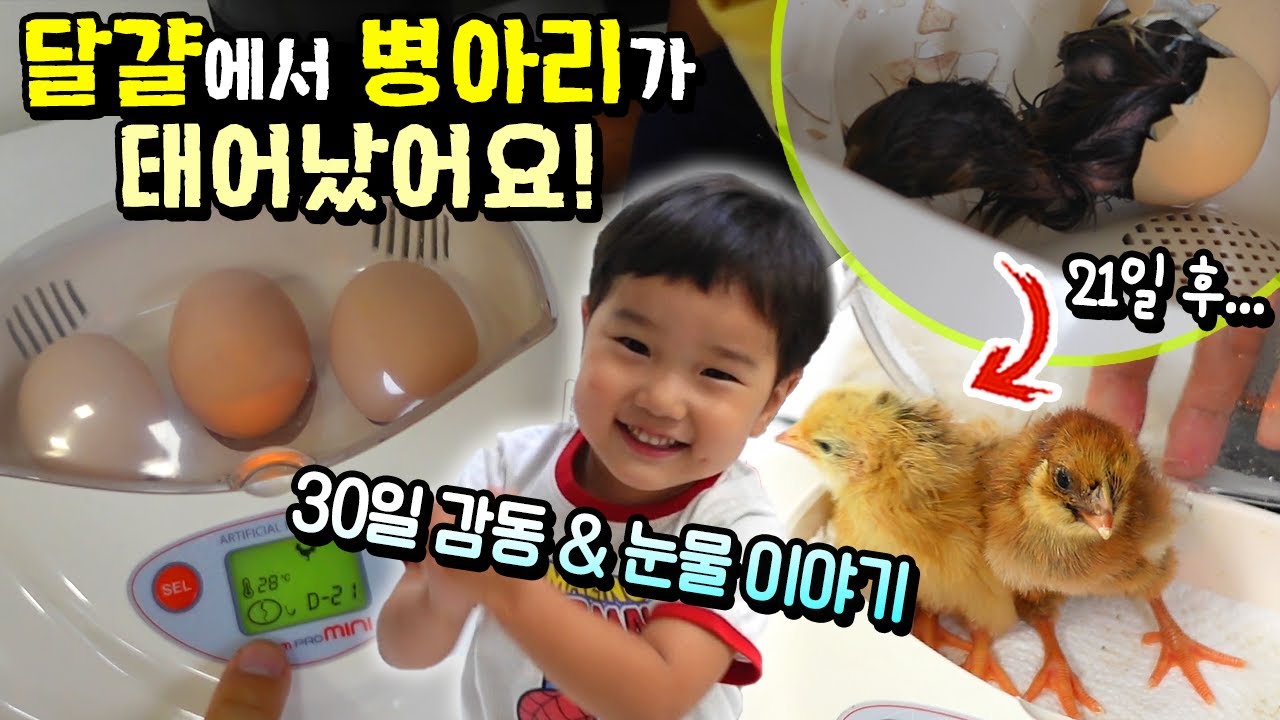 부하기로 병아리가 진짜 태어났어요! 30일 감동과 눈물 이야기 ㅠㅠ 흔한 가족 일상 아이랑 병아리 닭 키우기 | 말이야와친구들