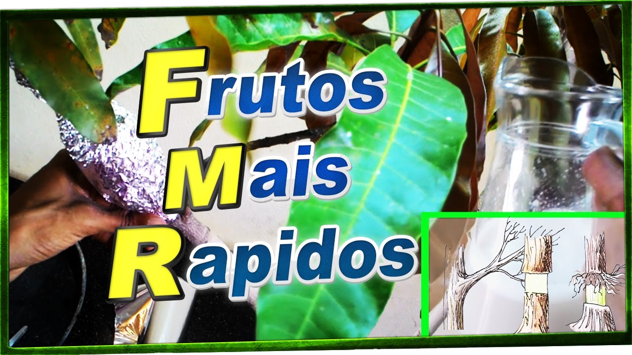 Como fazer Alporquia ( Dicas e Duvidas ) RÁPIDO e FÁCIL