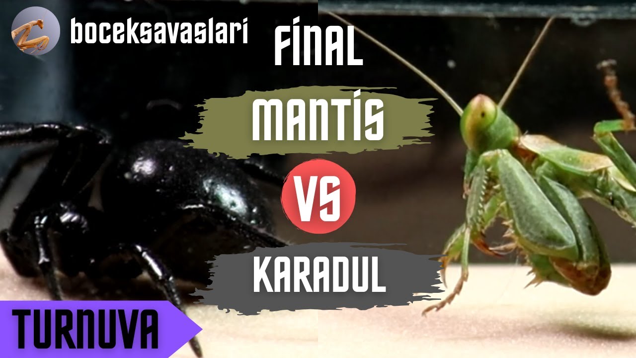 BÖCEK SAVAŞLARI TURNUVASI | FİNAL | MANTİS VS KARADUL