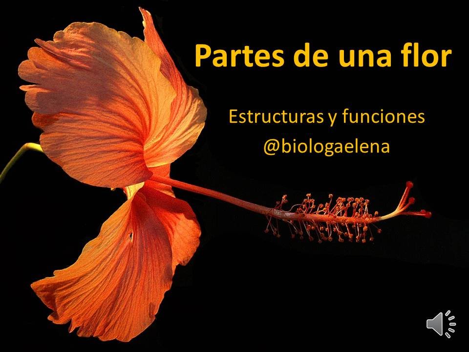 Partes de la flor -  Reino Plantae